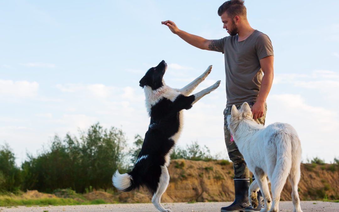 Why Choosing a Veterinary Surgical Clinic in Fairfield, NSW Matters for Your Pet’s Recovery